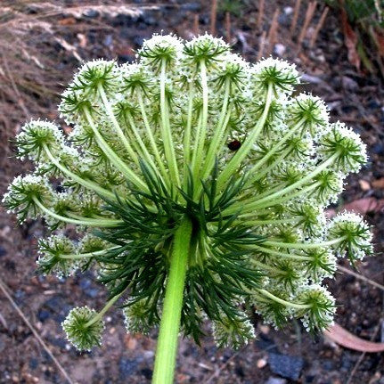Ammi visnaga  Green Mist Laceflower