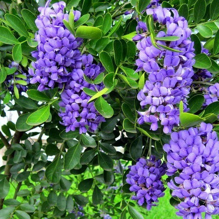 Sophora secundiflora  Texas Mountain Laurel