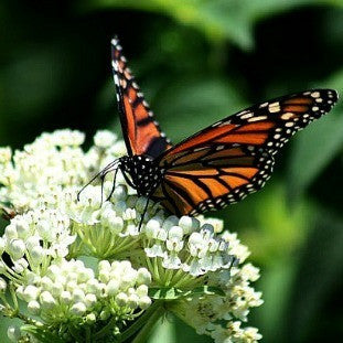 Asclepias incarnata  Milkweed 'Ice Ballet'