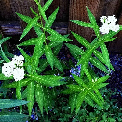 Asclepias incarnata  Milkweed 'Ice Ballet'