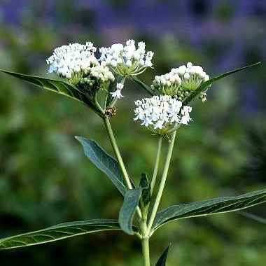 Asclepias incarnata  Milkweed 'Ice Ballet'