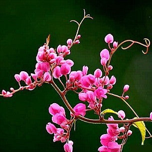 Antigonon leptopus - Coral Love Vine