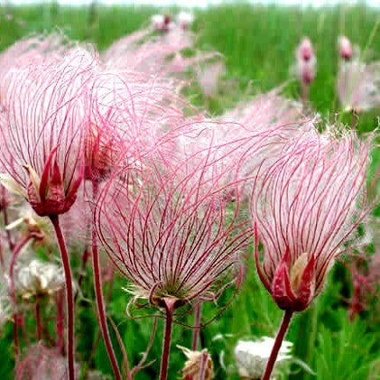 Geum trifolium - Prairie Smoke