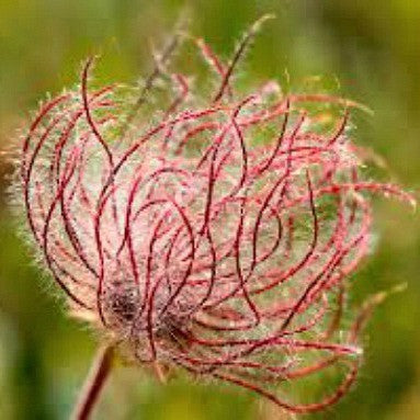 Geum trifolium - Prairie Smoke