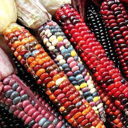 Painted Mountain Corn  Rare Heirloom
