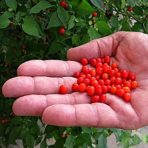 Pequin Pepper  - Bird Pepper