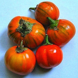 Brazilian Red Eggplant  Solanum gilo