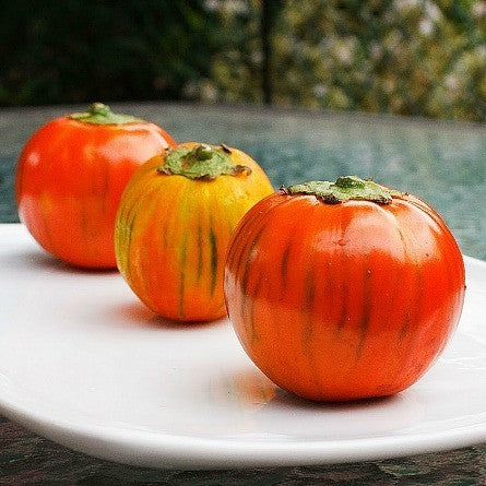 Brazilian Red Eggplant  Solanum gilo