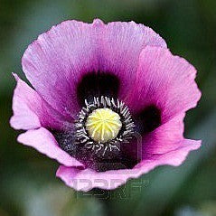 lavender poppy seeds Papaver somniferum