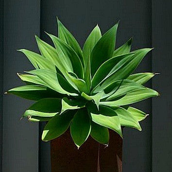 Agave attentuata - Fox Tail Agave