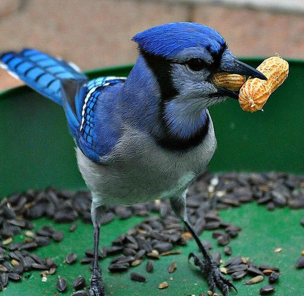 Peanuts - Arachis hypogea