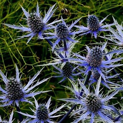 Eryngium planum - Blue Sea Holly