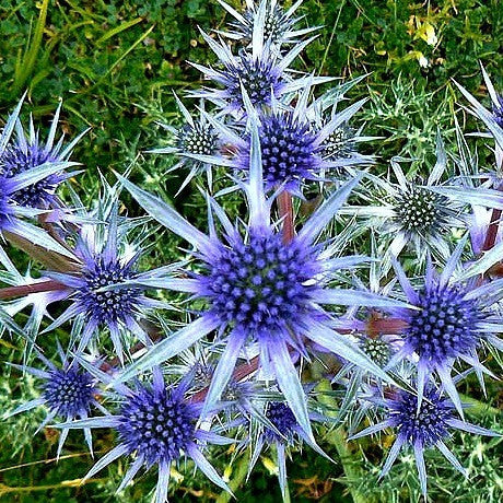 Eryngium planum - Blue Sea Holly