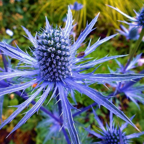 Eryngium planum - Blue Sea Holly