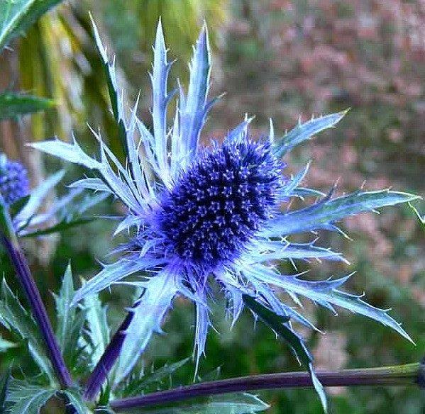 Eryngium planum - Blue Sea Holly