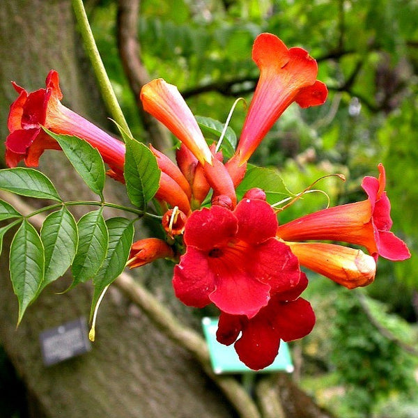 Campsis radicans - Red Trumpet Vine