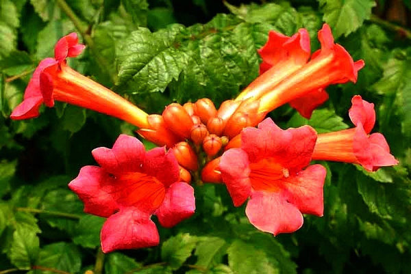 Campsis radicans - Red Trumpet Vine