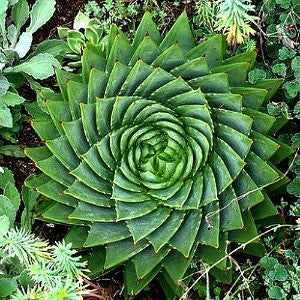 aloe vera plant spiral Aloe Polyphylla
