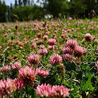 Strawberry Clover - Trifolium fragiferum