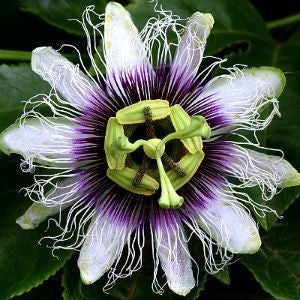 Passiflora edulis - Purple Passion Flower