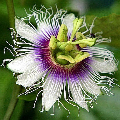 Passiflora edulis - Purple Passion Flower