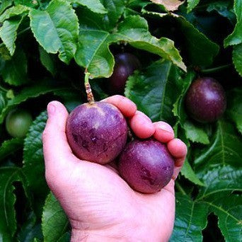 Passiflora edulis - Purple Passion Flower
