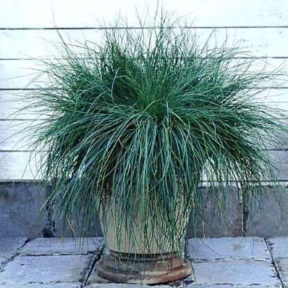 Blue Fescue  Festuca glauca