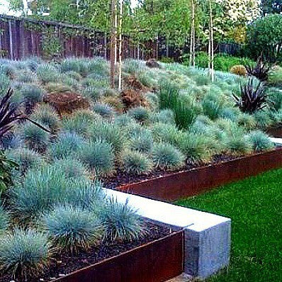 Blue Fescue  Festuca glauca