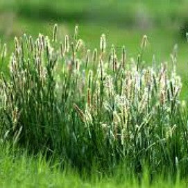 Timothy Hay for Rabbits and Cavies