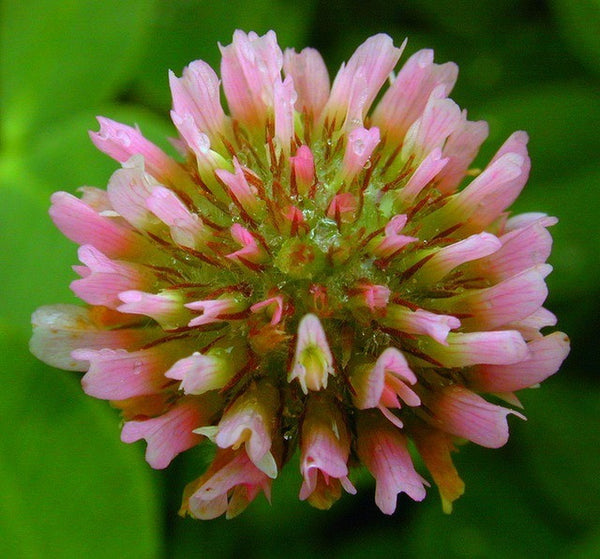 Strawberry Clover - Trifolium fragiferum