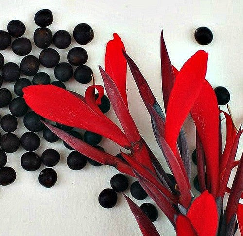 indian shot plant seeds Canna indica - 'Indian Shot'