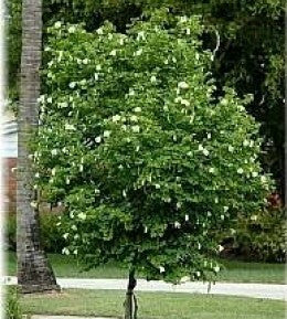 Bauhinia alba - White Orchid Tree