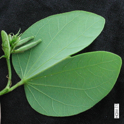 Bauhinia purpurea - Hong Kong Orchid Tree