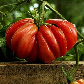 Zapotec Pleated - Heirloom Tomato