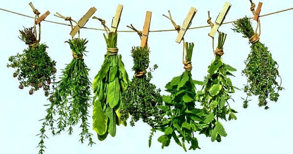 Windowsill Herb Garden - Six Gourmet Herbs