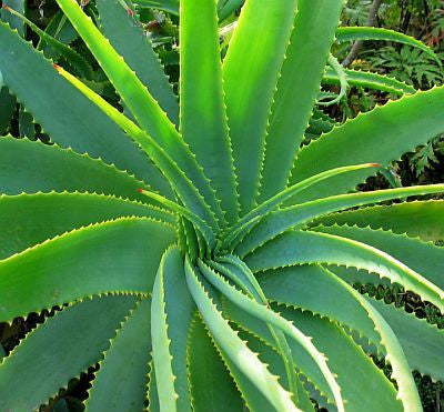 Aloe Species Collection - 15 mixed seeds