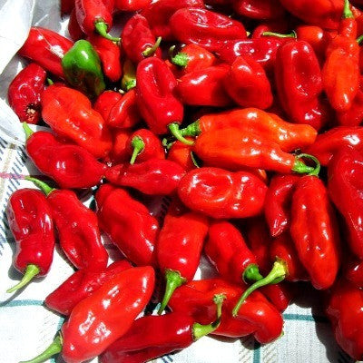 Sweet Datil Pepper - Rare Southern Heirloomo