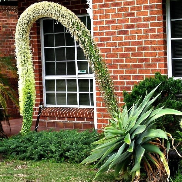 Agave attentuata - Fox Tail Agave