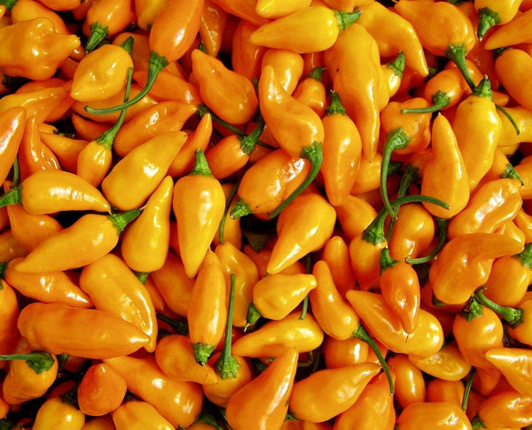 Datil Pepper - Heirloom Chile