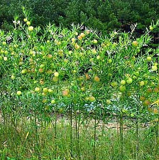 Family Jewels  Gomphocarpus physocarpus