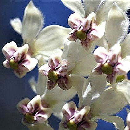 Family Jewels  Gomphocarpus physocarpus