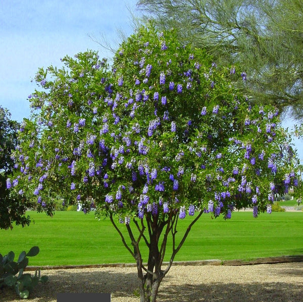 Sophora secundiflora  Texas Mountain Laurel