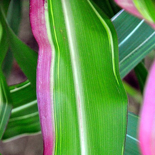Candy Striped Corn - Zea mays japonica