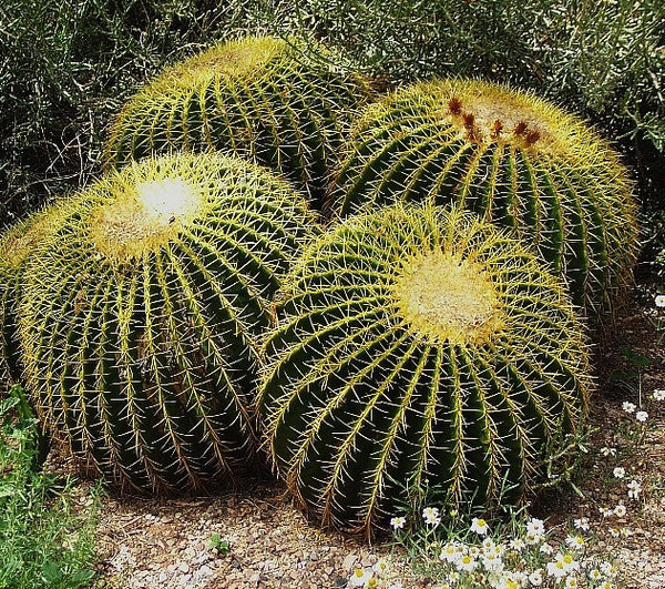 Echinocactus grusonii - Golden Barrel Cactus