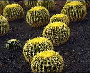 Echinocactus grusonii - Golden Barrel Cactus