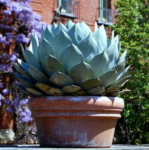 Agave parryi - Artichoke Agave