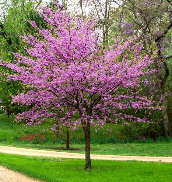 Cercis canadensis - Eastern Redbud