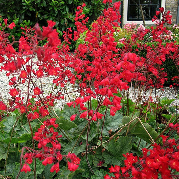 Heuchera sanguinea - Coral Bells