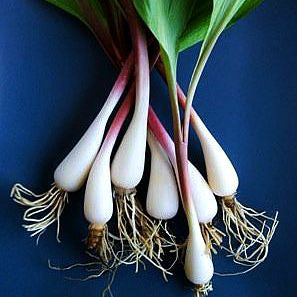 Allium ursinum - Wild Bear Garlic