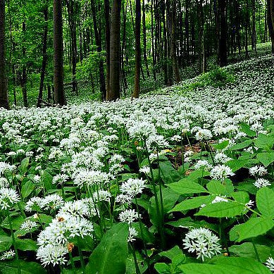 Allium ursinum - Wild Bear Garlic
